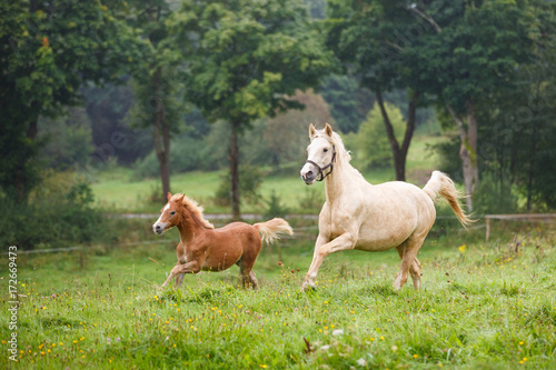Running horses on the meadow