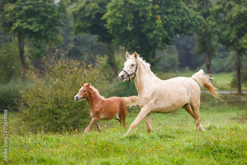 Running horses on the meadow