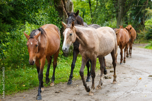 Herd of horses on the road © castenoid
