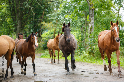 Herd of horses on the road photo