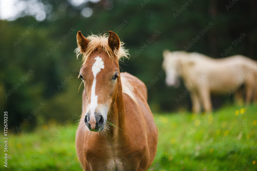 The foal close up