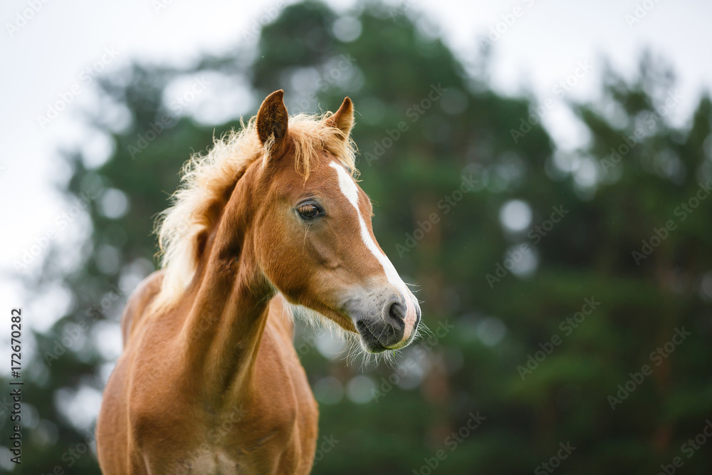Fototapeta premium The foal close up