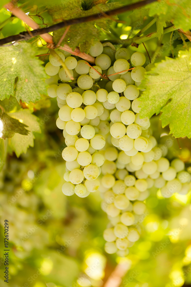custom made wallpaper toronto digitalRipe juicy green grapes in the garden