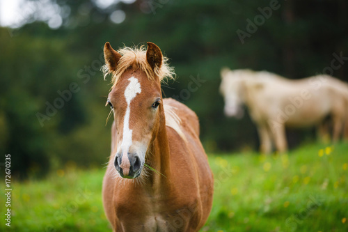 The foal close up © castenoid