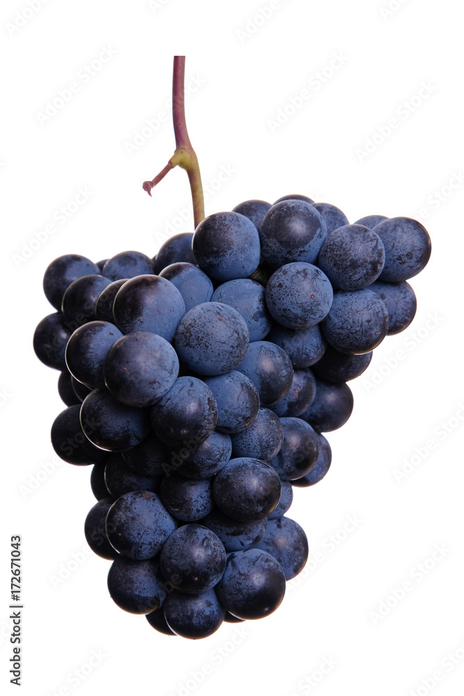 Fototapeta premium Blue grapes isolated on white background