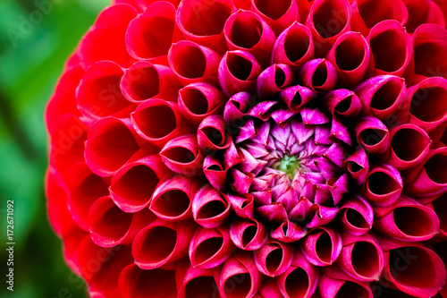 Fototapeta Naklejka Na Ścianę i Meble -  Dahlia ball fresh flower “Ivanetti” details macro photography. Photo in color emphasizing the bright pink red colors and texture of this Dahlia flower.