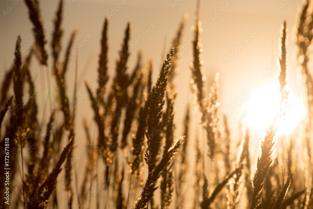 dry grass on the golden sunset as background