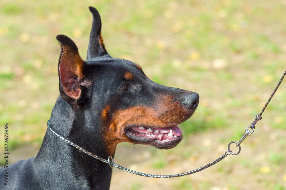 Doberman Pinscher dog close-up Doberman Pinscher dog close-up