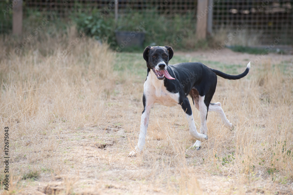 Ordinary doggy day in dogs shelter Ordinary doggy day in dogs shelter