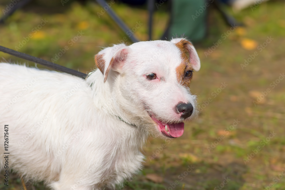 Jack Russell Terrier