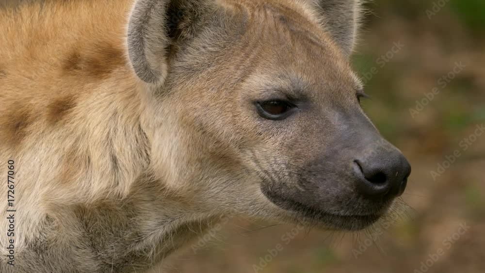 Spotted hyena (Crocuta crocuta) portrait Spotted hyena (Crocuta crocuta) portrait