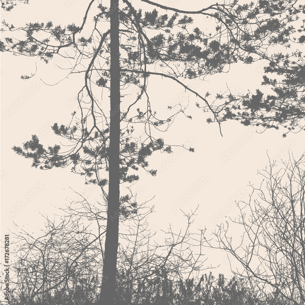 Obraz premium pine tree and branches silhouette