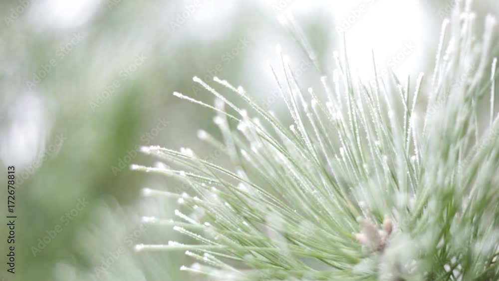 Snow falling on the green pine moving gently on the winter wind. Winter background. Snow comes in the Christmas forest / Snow in the pine forest Snow falling on the green pine moving gently on the winter wind. Winter background. Snow comes in the Christmas forest / Snow in the pine forest
