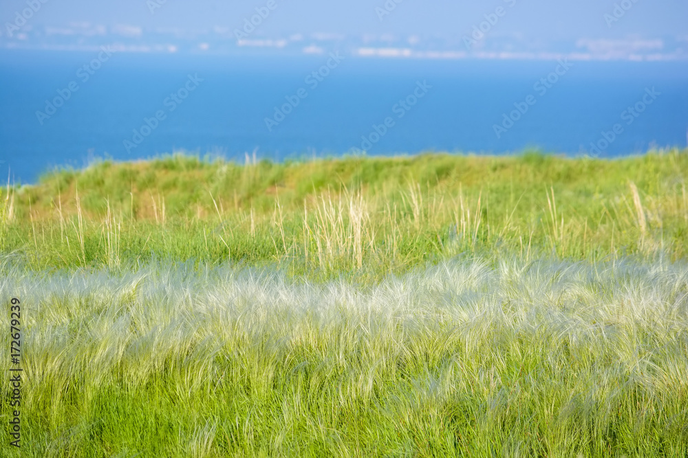 Fototapeta premium Field with feather grass Stipa beautiful landscape