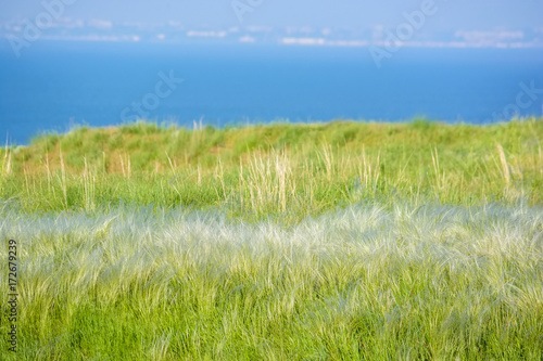 Field with feather grass Stipa beautiful landscape photo