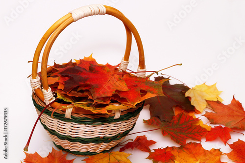 Basket with colorful beautiful autumn maple leaves on a white background