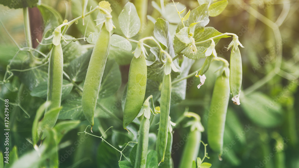young peas growing in the garden young peas growing in the garden