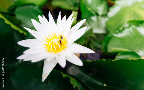 beautiful white lotus flower.