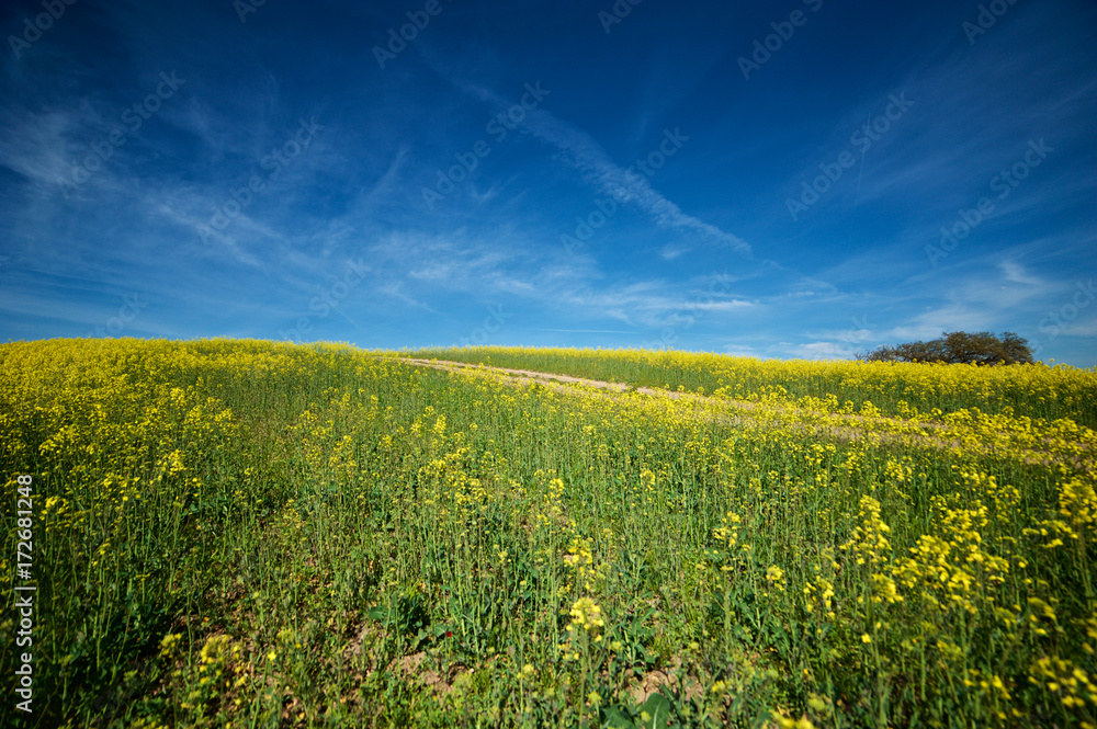 Fototapeta premium Blue sky and Colza field