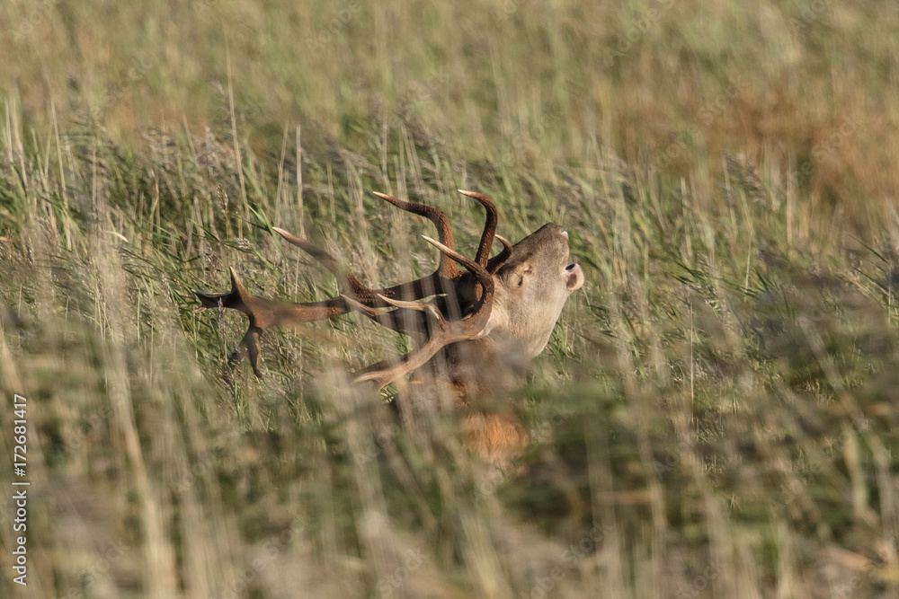 Fototapeta premium hirsch im schilf