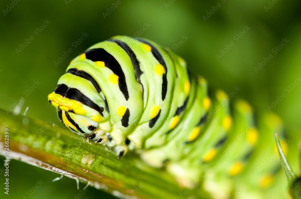 A black swallowtail caterpillar feeding on a carrot plant.
