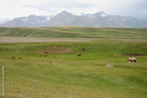 Free running horses in the Alay valley and beautiful Pamir mountains, M41 Pamir Highway, Kyrgyzstan
