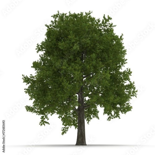 Green summer red oak tree isolated on white. 3D illustration