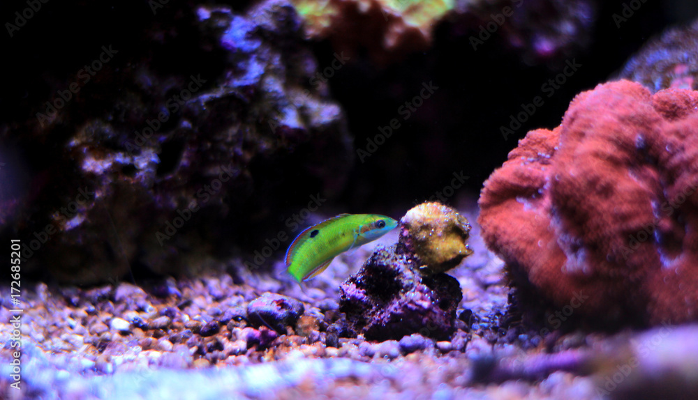 Obraz premium Green moon wrasse