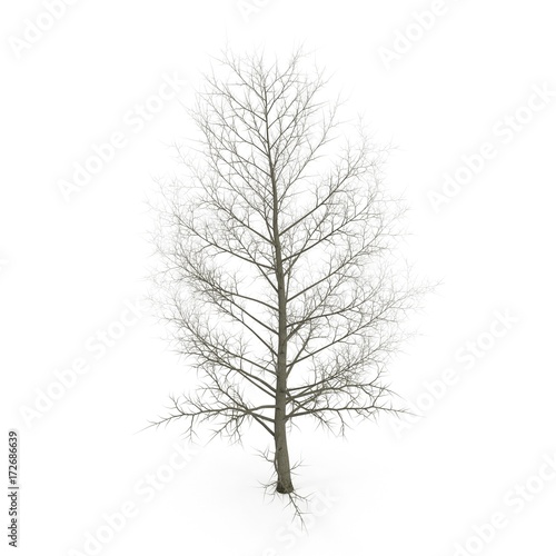 large poplar tree without leaves. Isolated over white. 3D illustration © 2dmolier