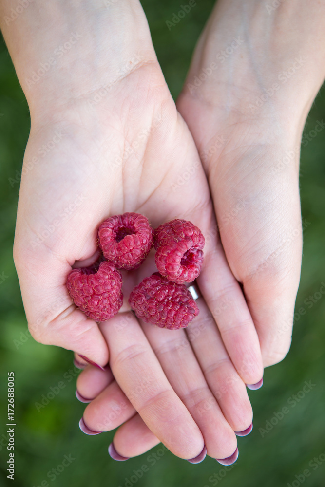 Woman hands holding fresh raspberries at the garden on green bush background free space ripe red
