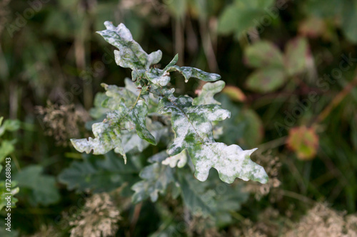 Echter Mehltau - Quercus photo