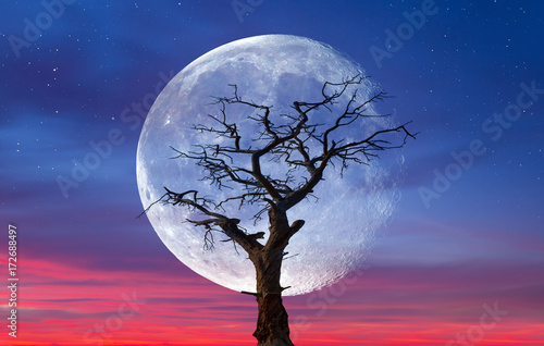Dead tree wtih super moon  "Elements of this image furnished by NASA © muratart