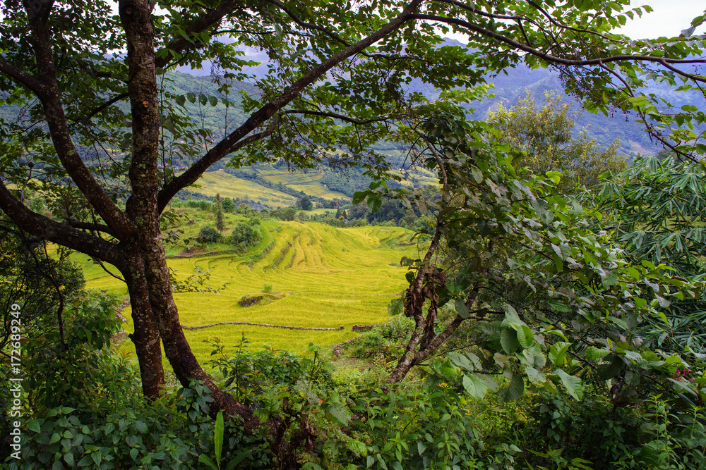 Lao Cai, Vietnam - September 10, 2017: View of Terraced rice field down from the hill. In the harvesting season, the fields are covered by beautiful shiny yellow. Lao Cai, Vietnam - September 10, 2017: View of Terraced rice field down from the hill. In the harvesting season, the fields are covered by beautiful shiny yellow.