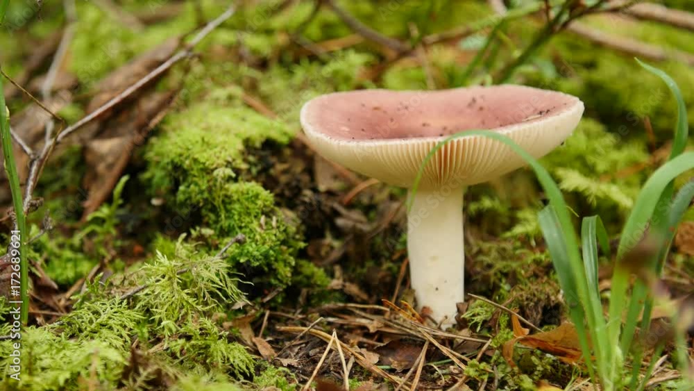 Red mushroom Emetic Russula in the forest, close up. Red mushroom Emetic Russula in the forest, close up.