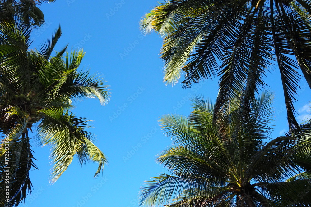 Palm leaf with blue sky background,copy space.
