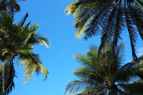 Palm leaf with blue sky background copy space.