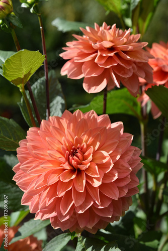 Fototapeta Naklejka Na Ścianę i Meble -  Dahlia rose orangé en été au jardin