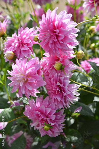 Fototapeta Naklejka Na Ścianę i Meble -  Dahlia rose en été au jardin