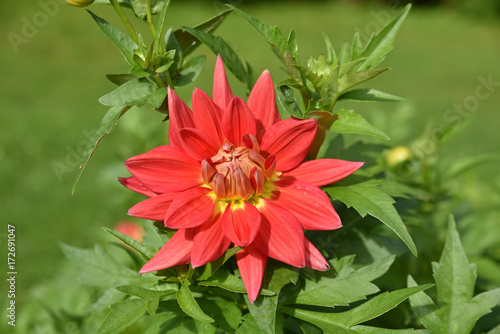 Fototapeta Naklejka Na Ścianę i Meble -  Dahlia rouge en été au jardin