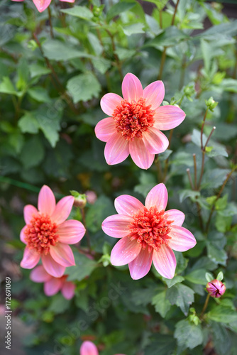 Fototapeta Naklejka Na Ścianę i Meble -  Dahlia rose en été au jardin