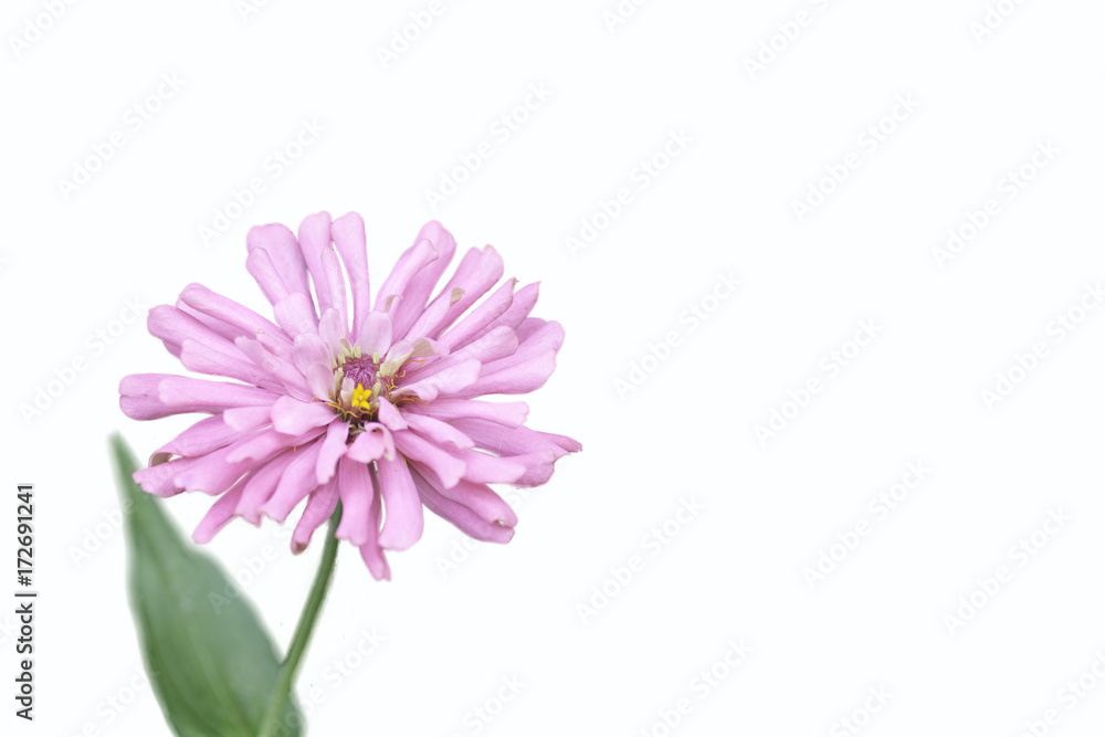 Zinnia pink bloom ,Isolated on the white background Zinnia pink bloom ,Isolated on the white background