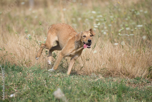 Dogs life, play, run and chase 