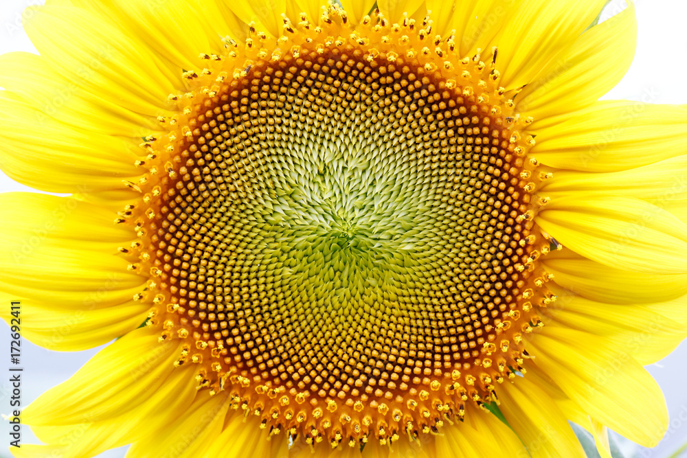 Close up sunflower head show seeds pattern Stock Photo Adobe Stock