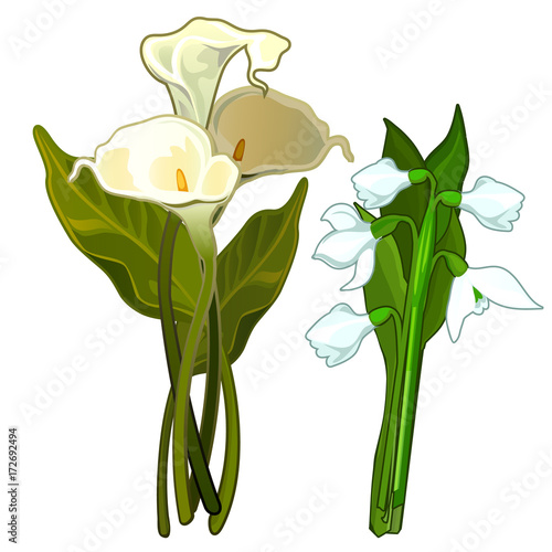 White Calla and snowdrops, bouquet of flowers. Vector image in cartoon style. Illustration isolated on white background