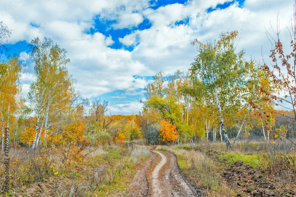 Fototapeta premium road in a autumn forest