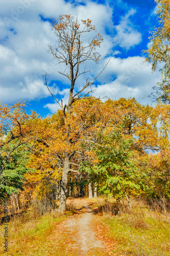 Fototapeta Naklejka Na Ścianę i Meble -  road in a autumn forest