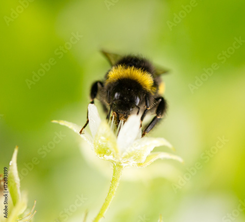 a bee on a flower in raspberries