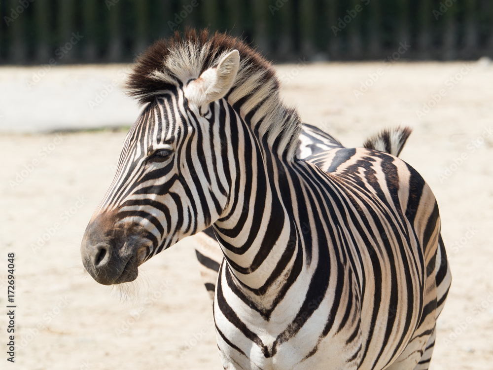 グラントシマウマ