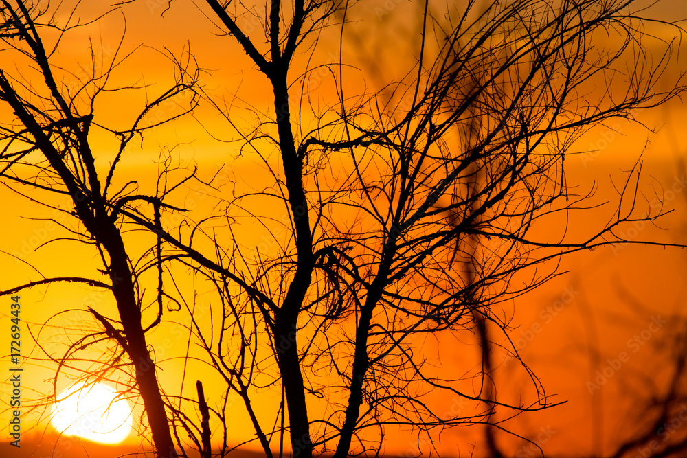 Silhouette of tree branches at the golden sunset Silhouette of tree branches at the golden sunset