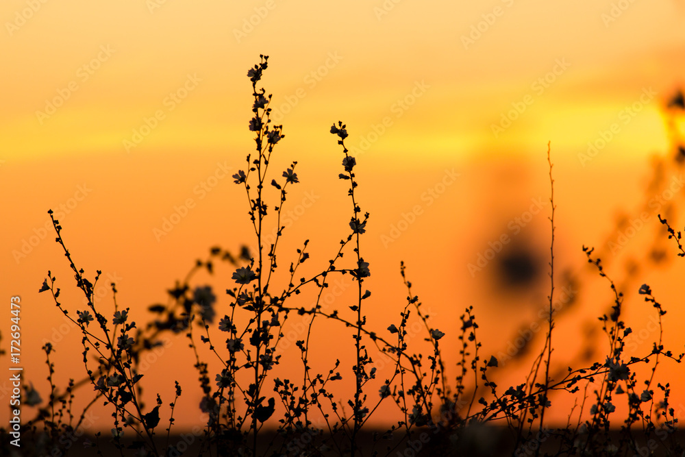 Fototapeta premium Silhouette of grass on a golden sunset